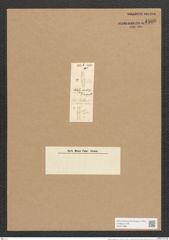 Nitzschia adriatica Grun. (de-Toni-Nr.: Genus 47, Species 2076) Zeichnungen Sammlung Grunow Nr. 4108 (NHMW-BOT-W0371968)